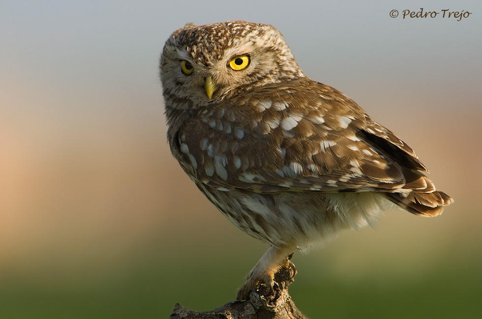 Mochuelo (Athene noctua)